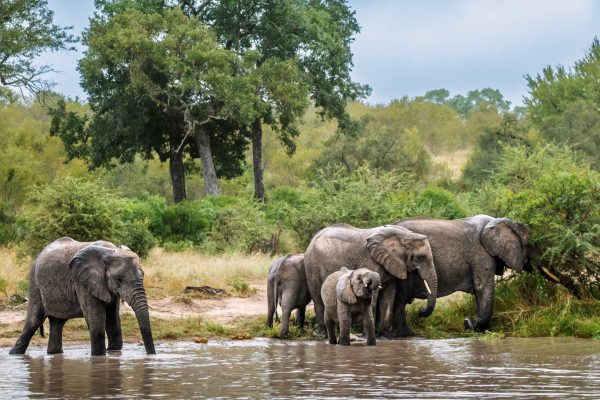 Africa-Elephant-family