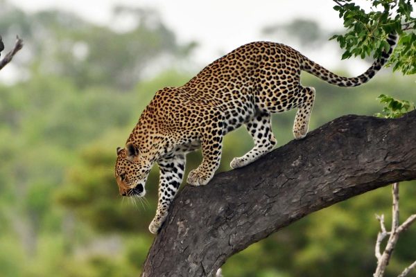 Africa-leopard