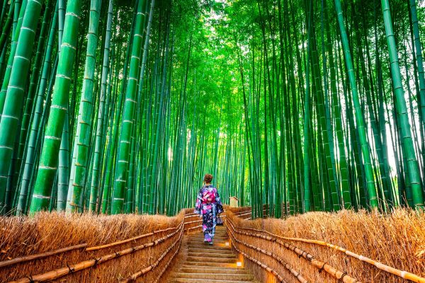 Bamboo Forest in Kyoto