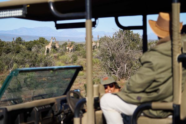 Buffelsdrift-game-lodge-2025-BushSafari-03