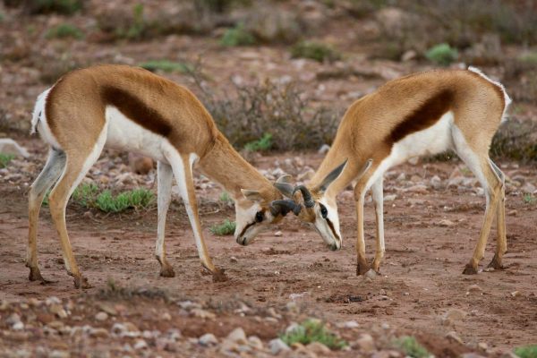 Buffelsdrift-game-lodge-2025-BushSafari-04