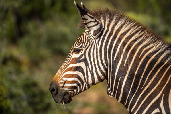 Buffelsdrift-game-lodge-2025-BushSafari-05