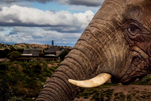 Buffelsdrift-game-lodge-2025-Elephants-01