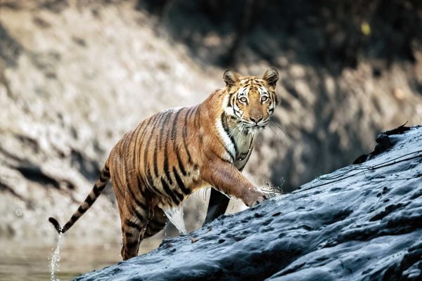 Chitwan-national-park-bengal-tigris