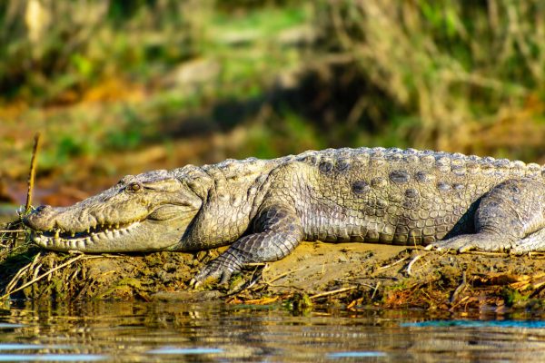 Crocodile-in-the-Rapti-River-at-Chitwan-National-Park-of-Nepal