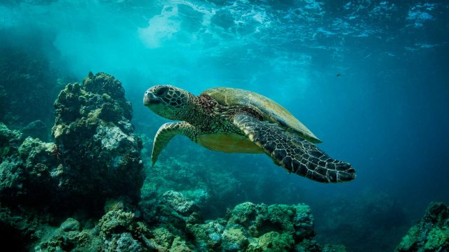 Hawaiian-Green-Sea-Turtles-on-Maui