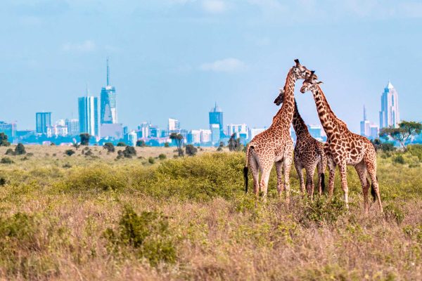 NAIROBI-Family-of-Giraffes-in-the-Park-HR
