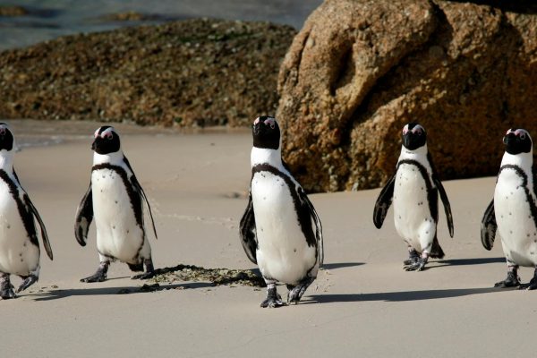 Suður-Afríka, Boulders Beach