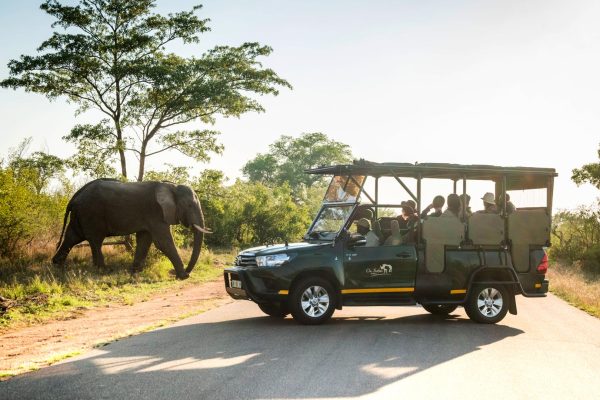 Suður-Afríka. Safari.