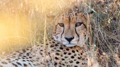 Shiduli-Safari-Lodge-18