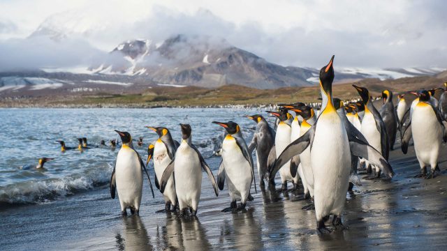 St-Andrews-Bay-South-Georgia-King-Penguins-Beach-landing