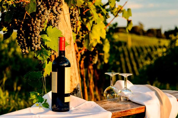 Vineyards-Tuscany-02